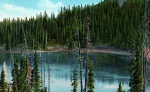 Vintage Postcard-Silver Lake-Snow Range-Medicine Bow National Forest-Wyoming