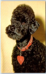 Postcard - Poodle