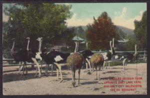 Los Angeles Ostrich Farm,CA Postcard 