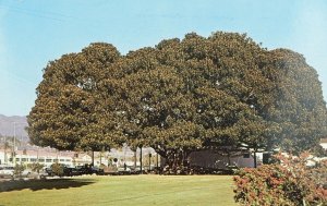 Moreton Bay Fig Tree, Santa Barbara, Cal. Vintage Postcard P106