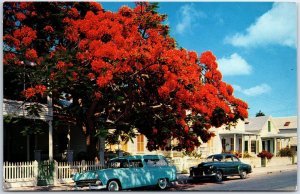 VINTAGE POSTCARD FLOWERING ROYAL POINCIANA TREES AT KEY WEST FLORIDA c. 1960s