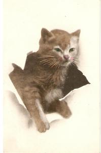 \Here I am\ Nice antique English cat postcard