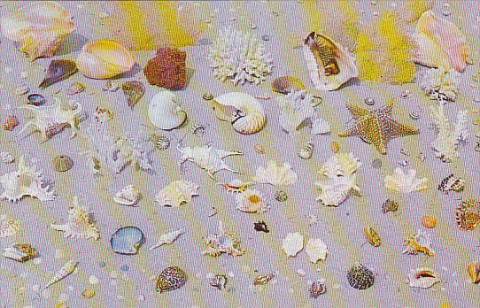 Collection Of Sea Shells