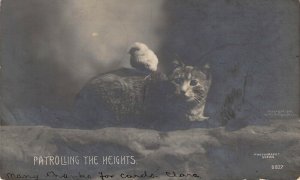 '07 RPPC Rotograph, Cat and Baby Chicken, Patrolling Heights,Old Postcard