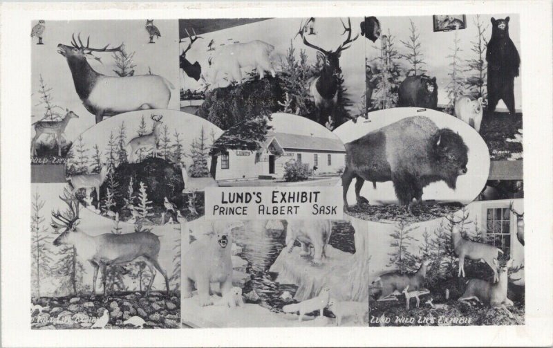 Lund's Exhibit Prince Albert Saskatchewan Lund Wild Life Exhibit Postcard G15