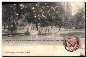 Old Postcard Garden of Paris & # 39acclimation the Bois de Boulogne Deer