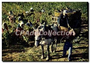 Postcard Modern harvest BEAUNE Domaine PATRIARCH