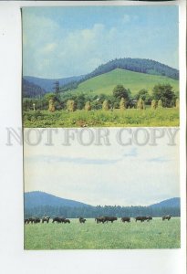 459156 USSR 1990 year Ukraine Yaremche Carpathian reserve postcard