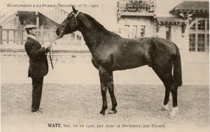 Watt Favori La France Chevaline Race Horse Antique 1910 PB Postcard