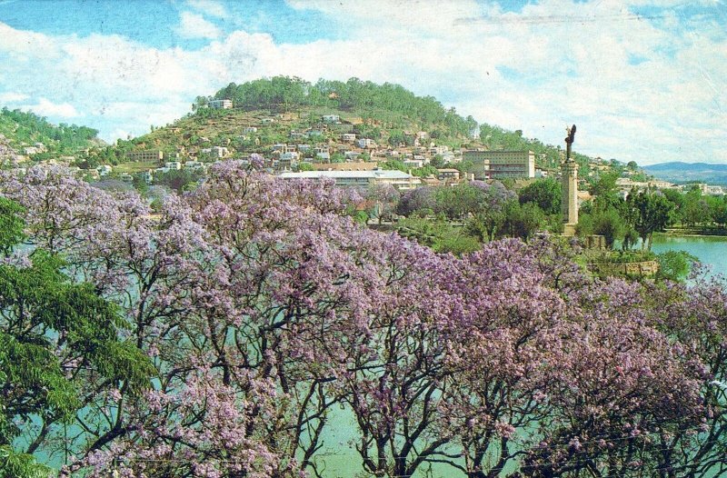 VINTAGE CONTINENTAL SIZE POSTCARD JACARANDA TREES TANANRIVE MADAGASCAR