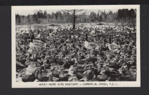 PEI COMERIAL CROSS - Harvey Moore Bird Sanctuary 1961 ~ RPPC