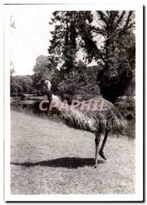 Modern Postcard by Cleres Zoological Zoo