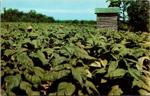 Postcard Tabaco Crops Leading Crop Norfolk & Western Kentucky 