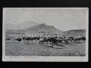 South Africa MIDDLEBURG Ostrich Farm c1903 UB by McKenzie & Brown of Middleburg