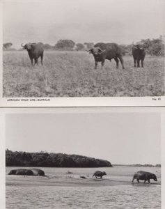 African Buffalo Running Charging & Grazing 2x Real Photo Postcard s