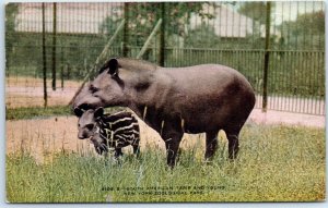 Postcard - South American Tapir and Young, New York Zoological Park - Bronx, NY