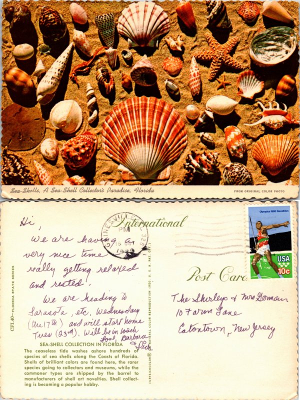 Sea Shell Collection (25232