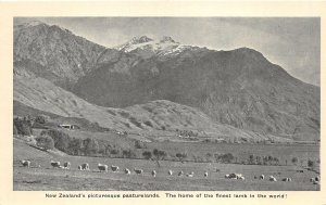 br106442 picturesque pasturelands finest lamb in the world new zealand