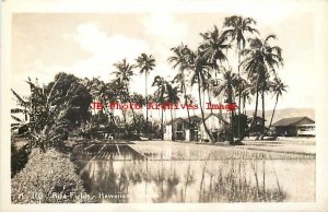 HI, Hawaii, RPPC, Rice Fields, Farming Scene, Kodak Hawaii Photo No H-109