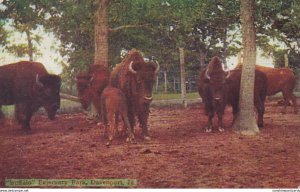 Iowa Davenport Buffalo In Fejervary Park 1909