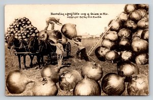 RPPC   1909  Exaggerated  Crop of Onions  in Missouri    Postcard