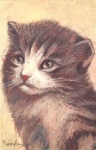 Cat Cats, Post Card, Post Card  