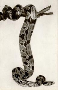 Snake - Boa Constrictor