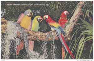 Parrot Jungle , MIAMI , Florida , 30-40s