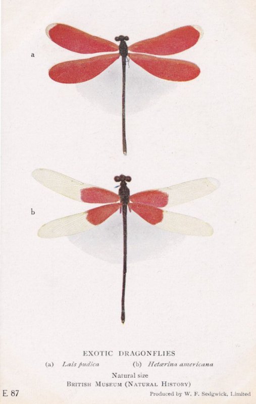 Lais Pudica American Rubyspot Antique Insect Postcard