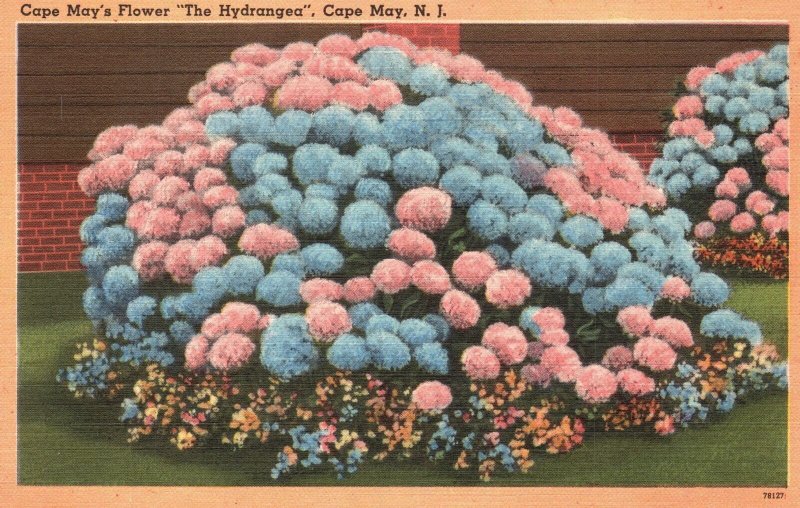 Vintage Postcard Cape Mays Beautiful Flowers The Hydrangea Cape May New Jersey