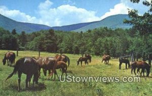 Morgan's at Bald Mountain Farm - Arlington, Vermont