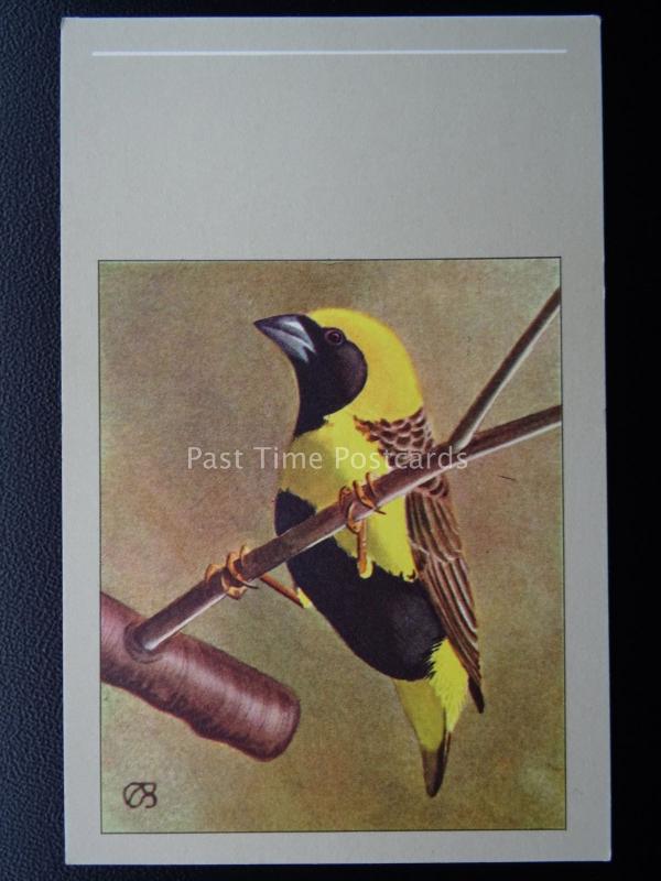 Birds NAPOLEON WEAVER Vintage Postcard by P. Sluis - Series 3/27