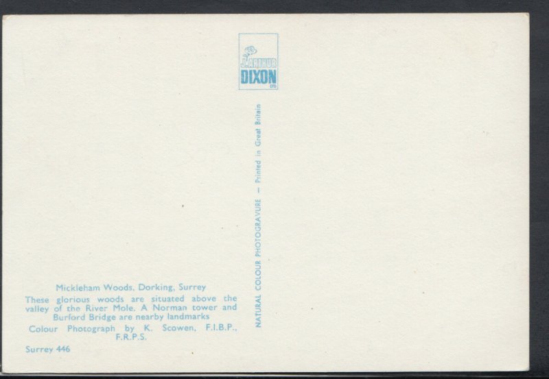 Surrey Postcard - Mickleham Woods, Dorking    RR3190