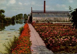 Netherlands Aalsmeer The Flower Centre Of Europe Nursery Scene