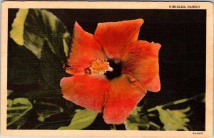 Postcard NATURE SCENE Hibiscus Hawaii HI AO9914