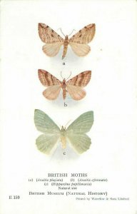 UK British Moths Museum of Natural History #E-159 Postcard 21-13394