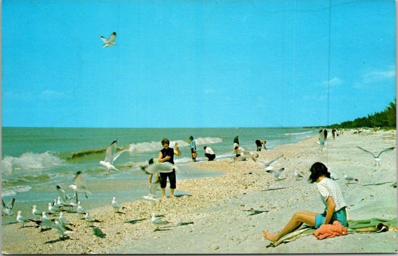 Postcard Gulf of Mexico Bonita Beach Bonita Springs Florida Ocean Seagulls 1683