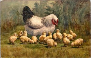 Birds Chickens Hen With Young