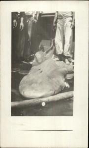 Man Eating Shark on Naval Ship c1910 Real Photo Postcard