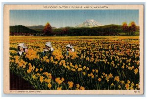 1948 Scenic View Picking Daffodils Puyallup Valley Washington Vintage Postcard