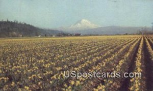 Daffodils - Mt Rainier, Washington