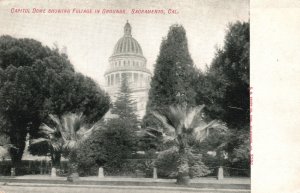 Vintage Postcard Capitol Dome Showing Foliage In-Ground Sacramento California CA