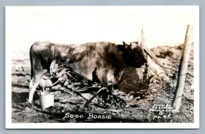 EXAGGERATED GRASSHOPER MILKING COW VINTAGE REAL PHOTO POSTCARD RPPC GARDEN CITY