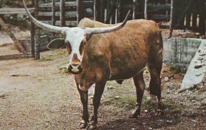 8885 A Texas Longhorn Steer