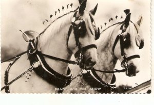 Two beautiful horses ready for the Show Old vintage Valentine´s postcard