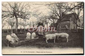 Old Postcard Folklore Normandy Meals under the Pig Pig apple