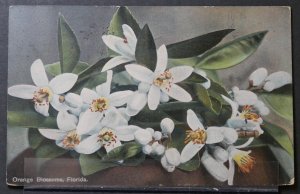 Orange Blossoms, Florida - 1908