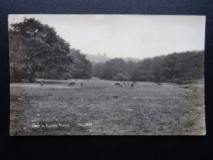 London Essex DEER in EPPING FOREST c1930's RP Postcard
