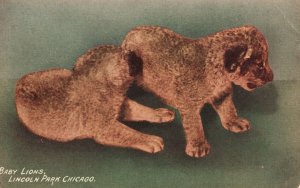 Vintage Postcard 1912 Two Cute Baby Lions Animals Lincoln Park Chicago Illinois
