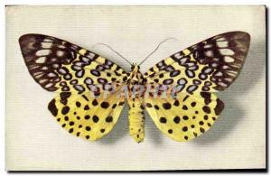 Old Postcard Fancy Butterfly Collection Moorea Argus Boubee